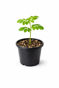 Moringa Tree Starter Plant