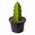 Premium 6-inch red dragonfruit cutting in starter pot