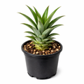 Container-ready pineapple starter plant