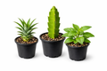 Ultimate Superfood Bundle (3 Plants)